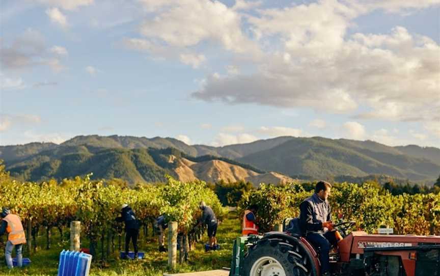 Bubbly Grape Wine Tours, Taylor Pass, New Zealand