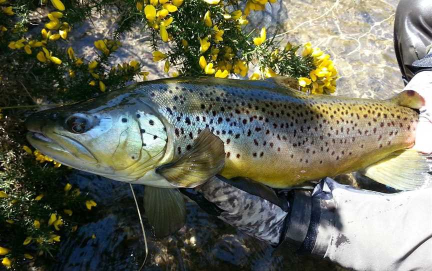 Central Plateau Fishing Private Day Tours, Taupo, New Zealand