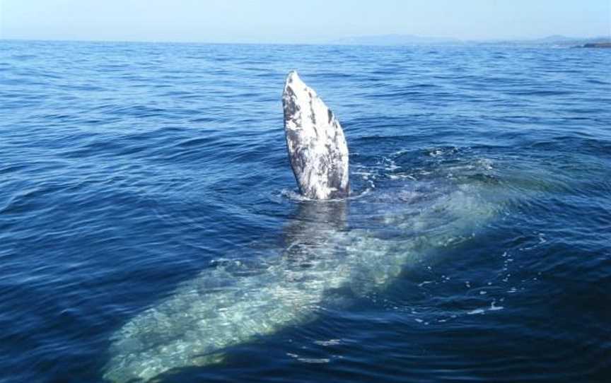 Chas'n Tail Charters, Waiheke Island, New Zealand