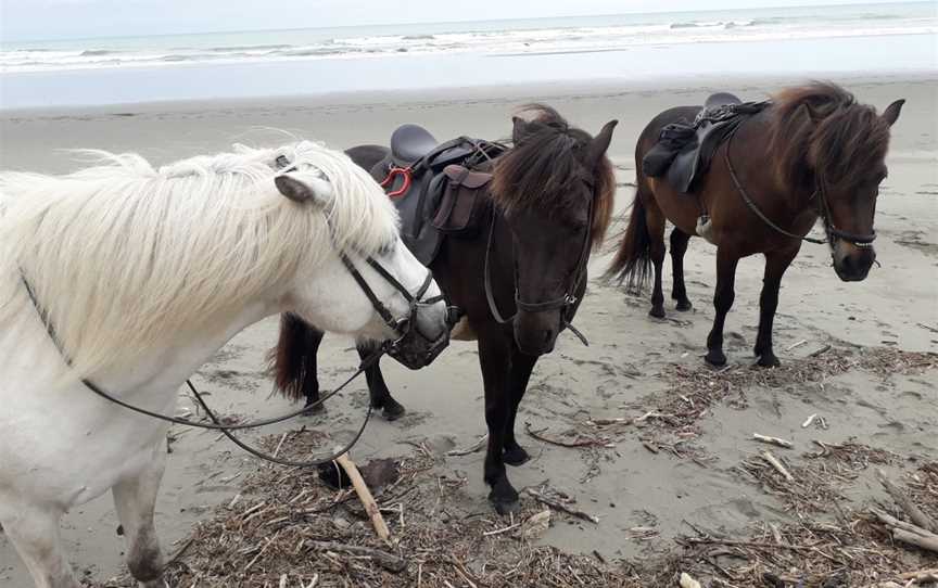 Christchurch Icelandic Horse Treks, Brooklands, New Zealand