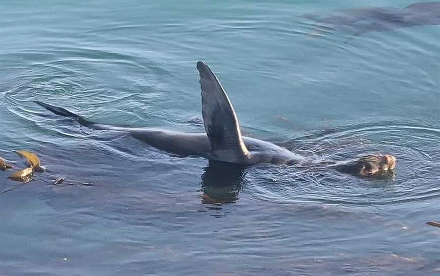 Dive Otago, Dunedin, New Zealand