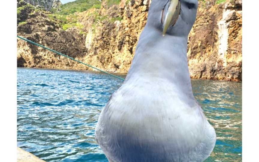 Dive! Tutukaka, Tutukaka, New Zealand