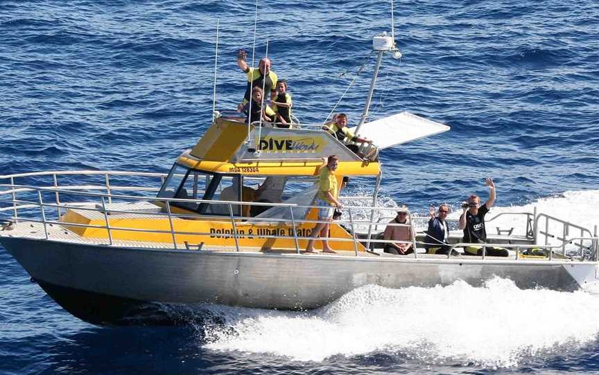 Diveworks Charters: Dolphin and Seal Encounters, Whakatane, New Zealand