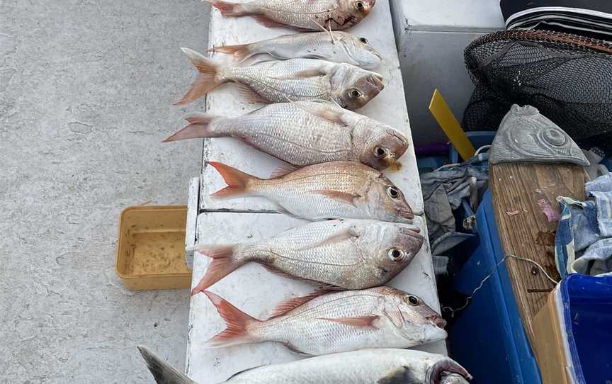 Fishing Waiheke - Day Tours, Waiheke Island, New Zealand