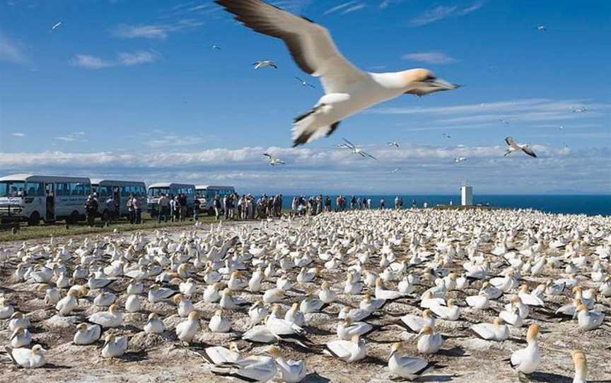 Gannet Safari and Wine Tour Combo , Havelock North, New Zealand