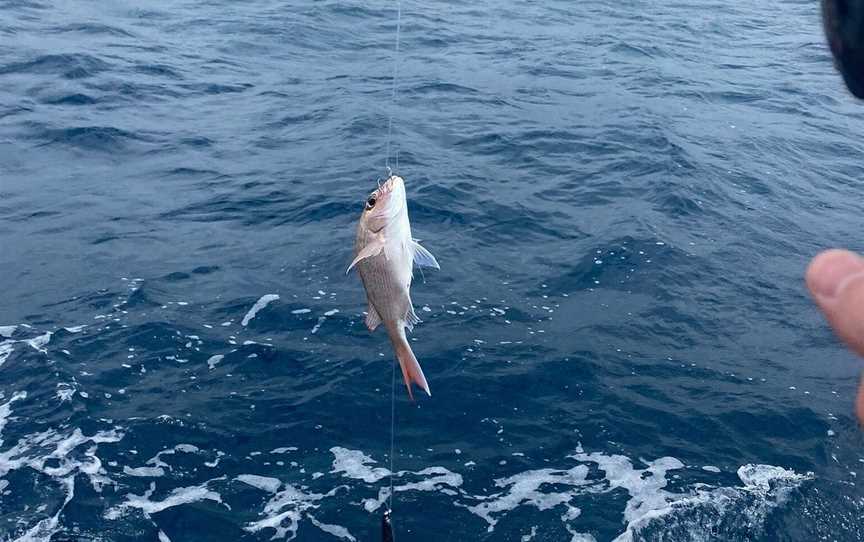 Get Reel Charters, Russell, New Zealand