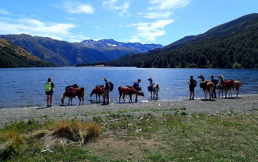 Hanmer Llamas, Hanmer Springs, New Zealand