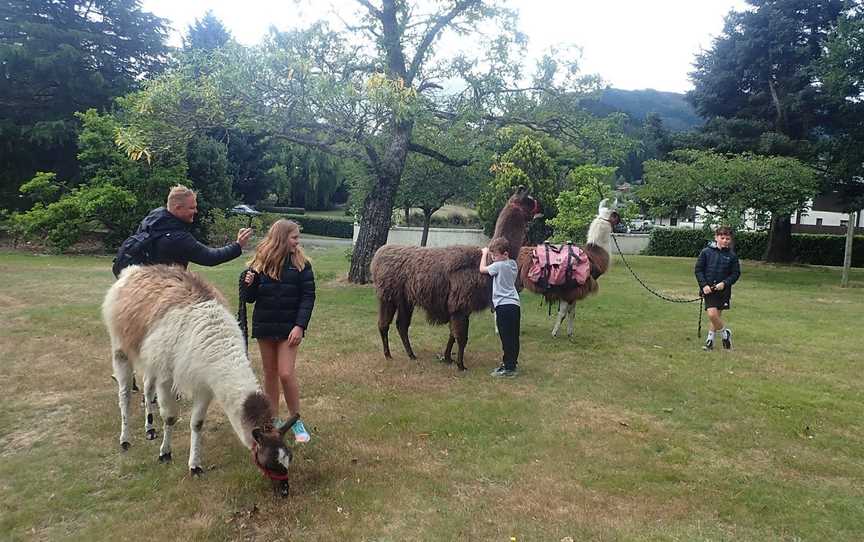 Hanmer Llamas, Hanmer Springs, New Zealand