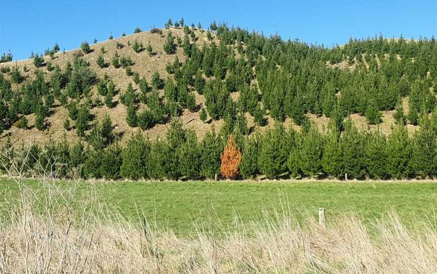 Marlborough Shuttles, Blenheim, New Zealand