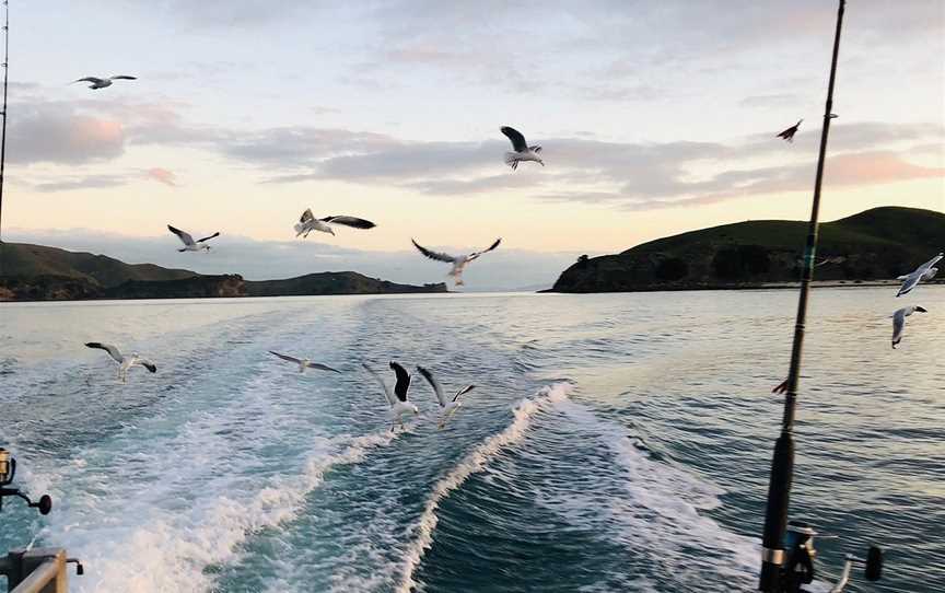 Mussel Barge Snapper Safaris, Coromandel, New Zealand