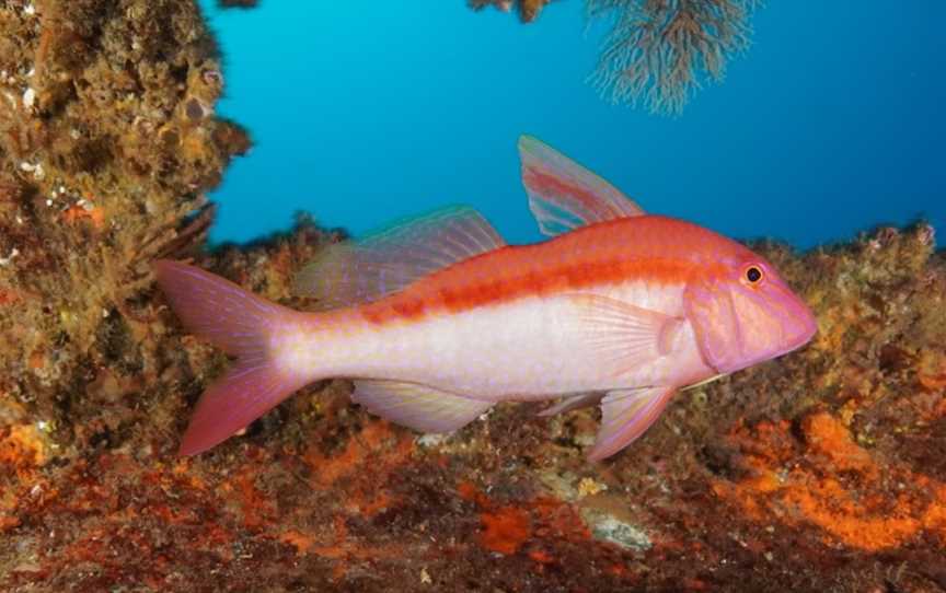 Paihia Dive, Paihia, New Zealand