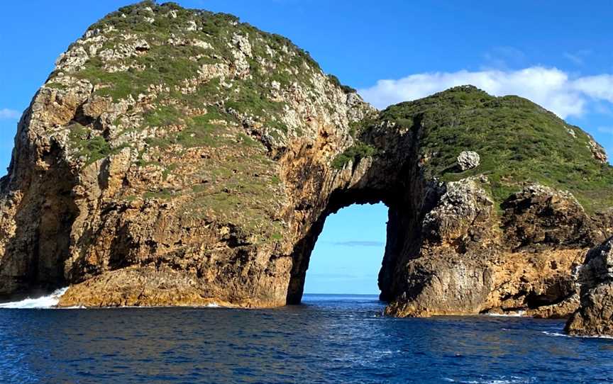 Perfect Day Ocean Cruise, Tutukaka, New Zealand