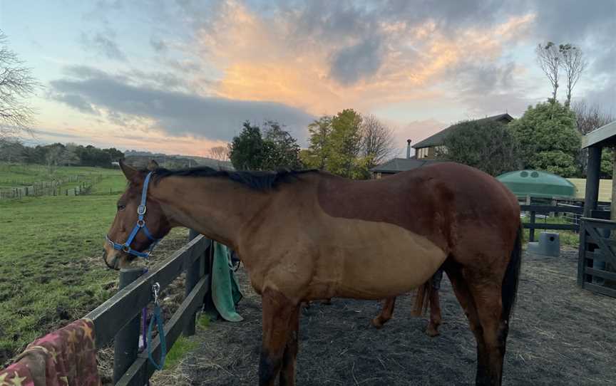 Silver Fern Riding Stables, Waiuku, New Zealand