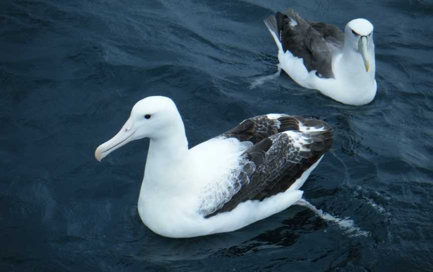 Tequila Fishing and Bird Watching Charters, Oban, New Zealand