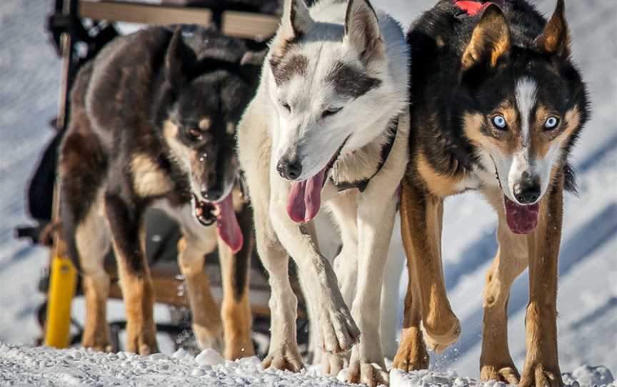 UnderDog Sled Dog Tours, Cardrona, New Zealand