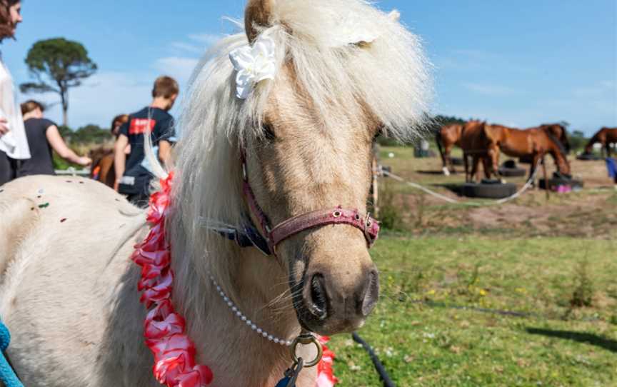 Waipu Horse Adventures, Waipu, New Zealand