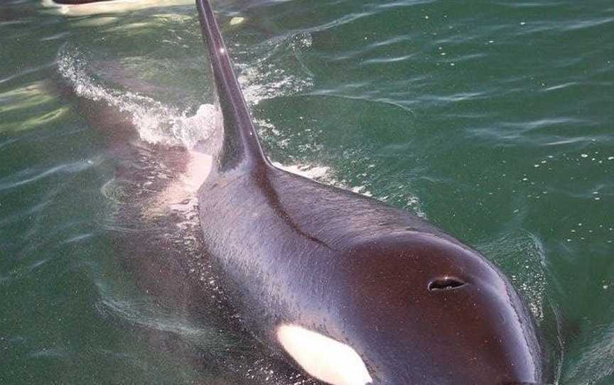 Orca Wild Adventures, Tauranga, New Zealand