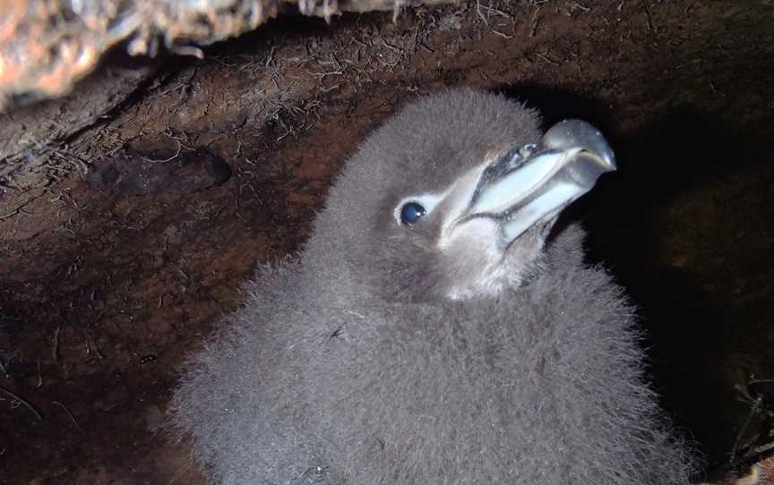 Petrel Colony Tours, Aickens, New Zealand