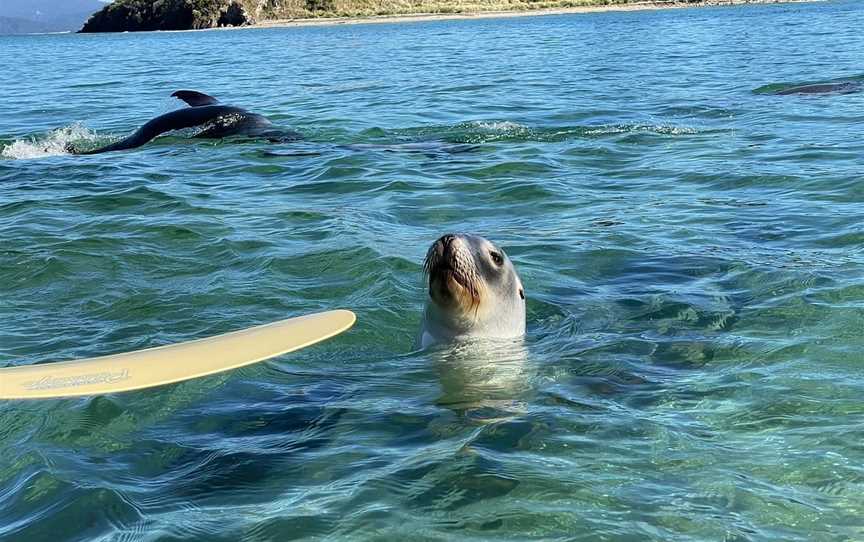 Phil's Sea Kayak, Stewart Island, New Zealand