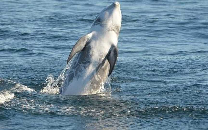 Port To Port Cruises And Wildlife Tours, Portobello, New Zealand