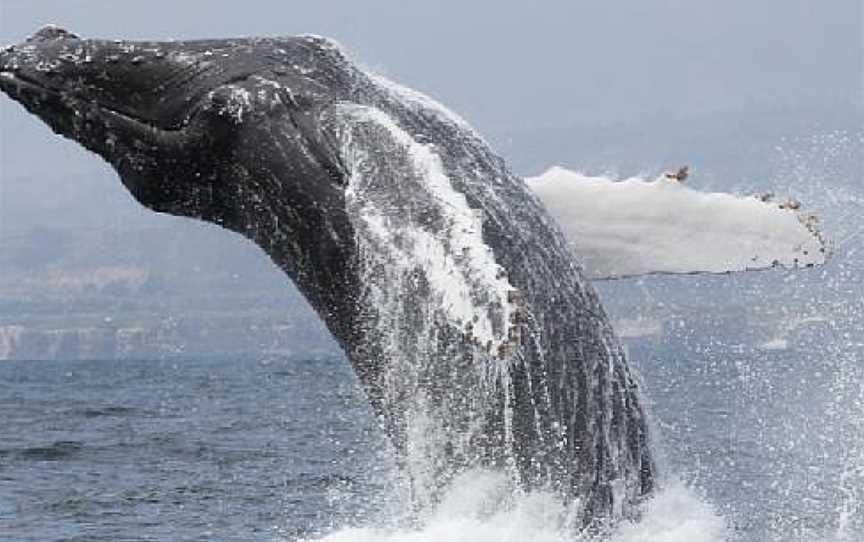 Port To Port Cruises And Wildlife Tours, Portobello, New Zealand