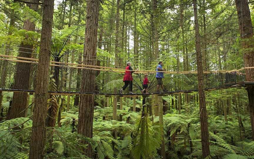 Redwoods Treewalk, Rotorua, New Zealand