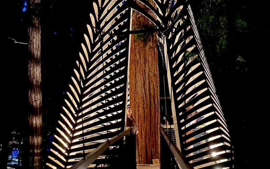 Redwoods Treewalk, Rotorua, New Zealand