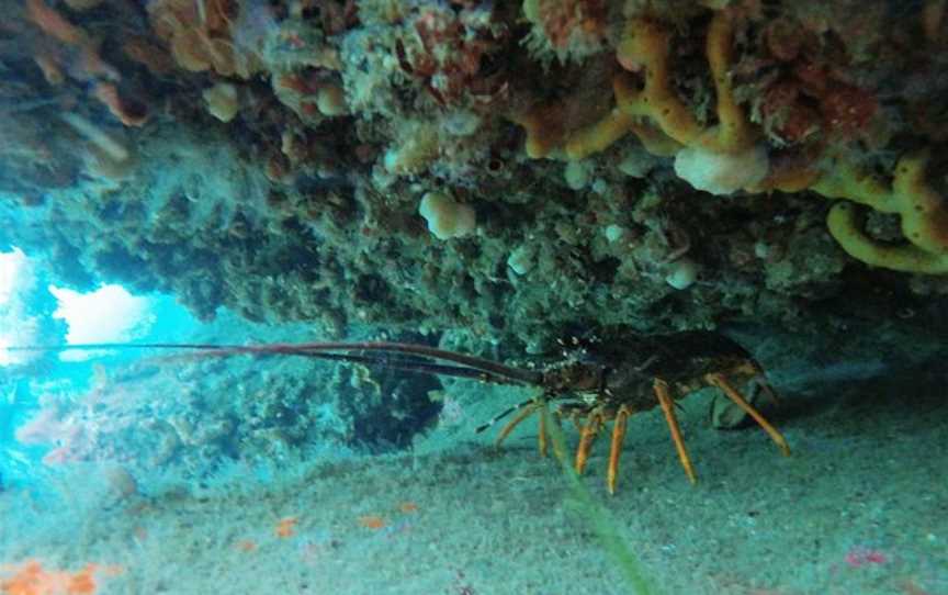 Stewart Island Snorkeling Adventures, Oban, New Zealand