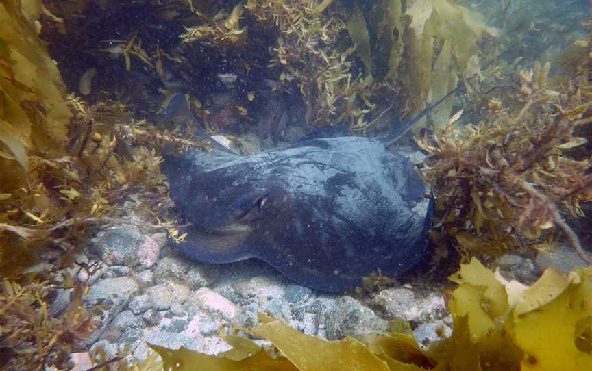 Waiheke Dive and Snorkel, Auckland, New Zealand