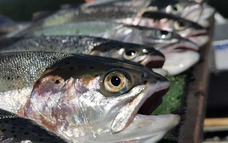 Whiskery Mike's Turangi Trout Connection, Turangi, New Zealand