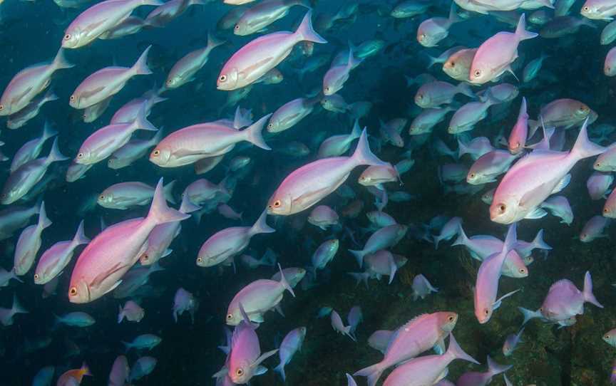 Pink Mao Mao at the Poor Knights Islands