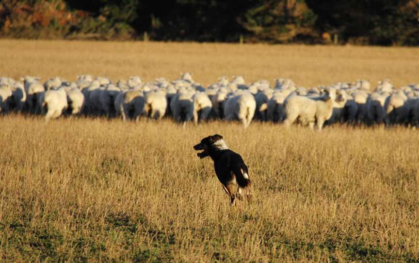 Benlea - Sheep & Cattle Farm Tours & Benlea Cottage, Tours in Windwhistle