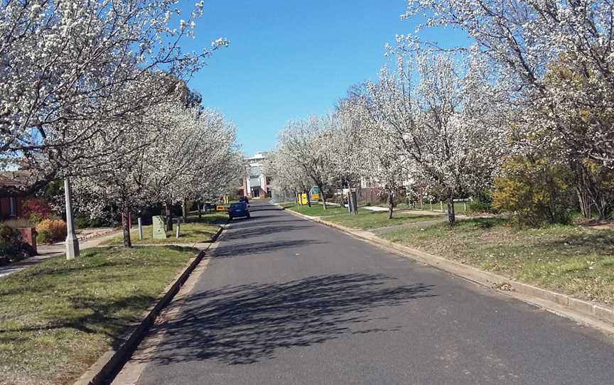 Spring in O'Connor, Canberra 2015.jpg