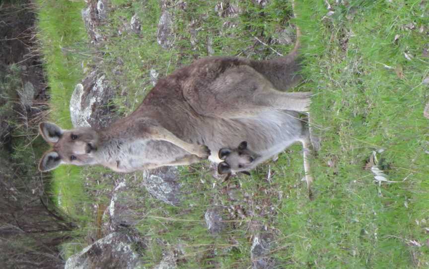 Babykangarooinpouch