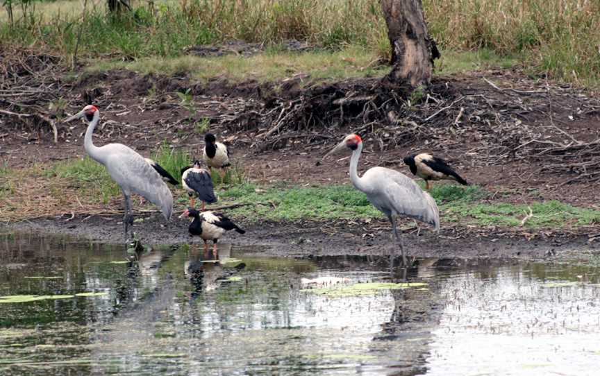 Kakadu Brolgaand Pied Geese