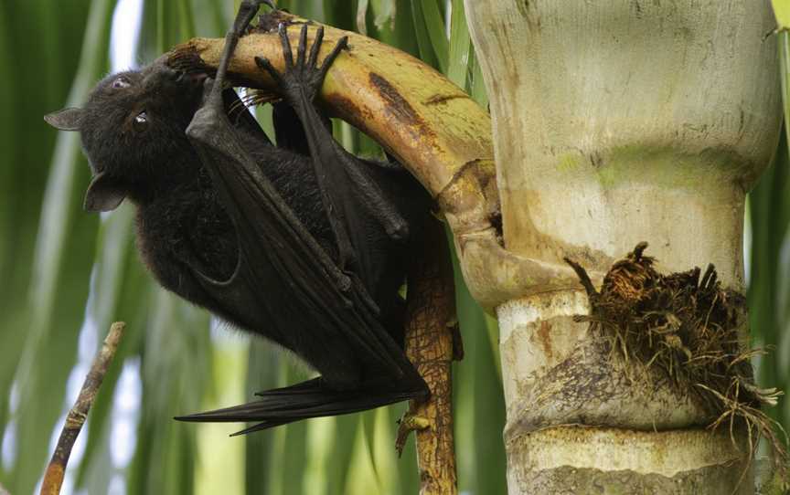 Black Flying Foxeatingpalmtree