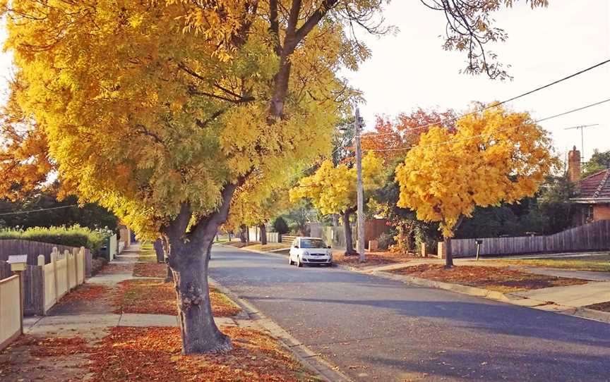 Golden ash trees on Langibanool avenue Hamlyn Heights, Victoria, Australia