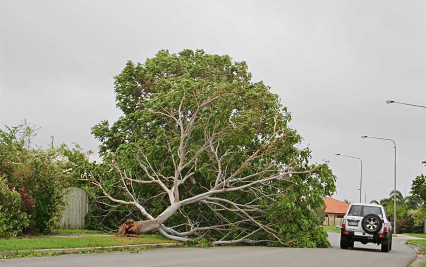 Treesnappedfromthebaseon Glendale Driveinthe Townsvillesuburbof Annandale