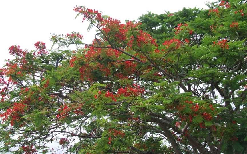 Royal Poincianatree CGordonvale CQueensland