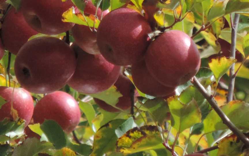 Pinkladyapples CThulimbah CGranite Belt CQueensland C201501