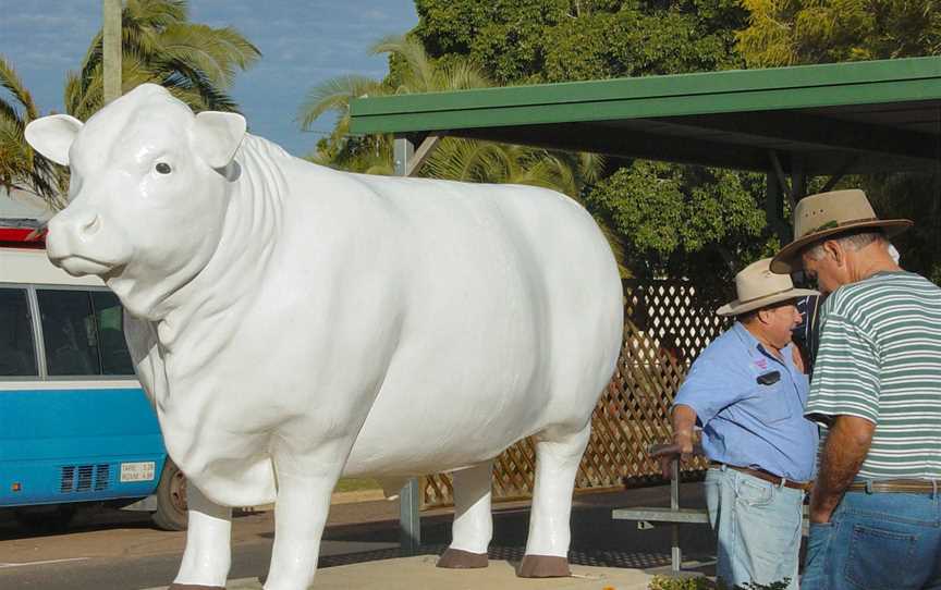 Aramac White Bull