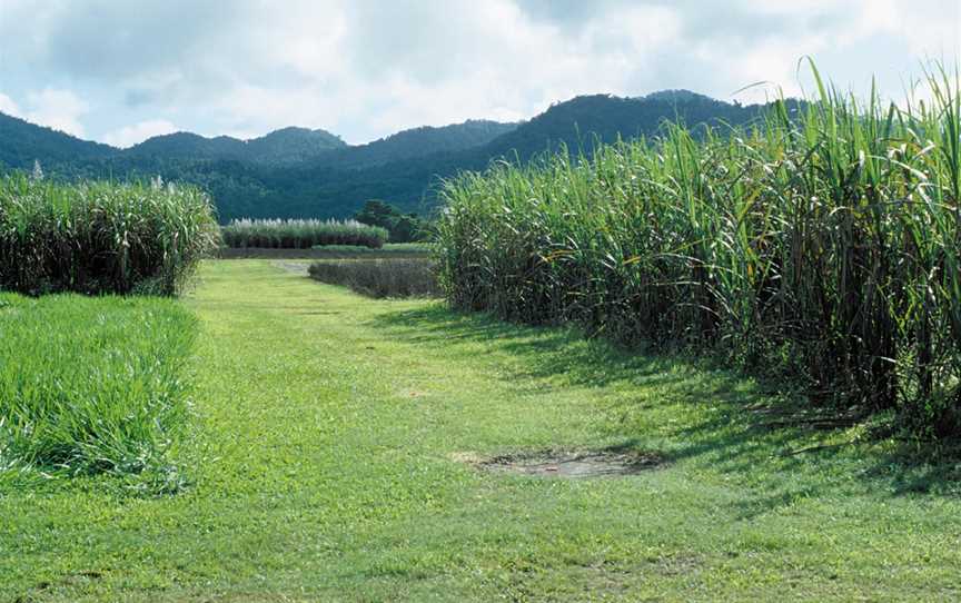 View of Sugar Yield Decline Joint Venture, crop rotation experiment, Feluga (near Tully), Queensland, 2007.jpg