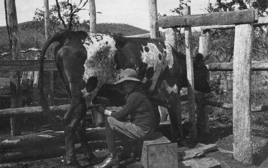 StateLibQld 1 153895 Milking the cow at Ambrose's farm, Raglan, 1912.jpg