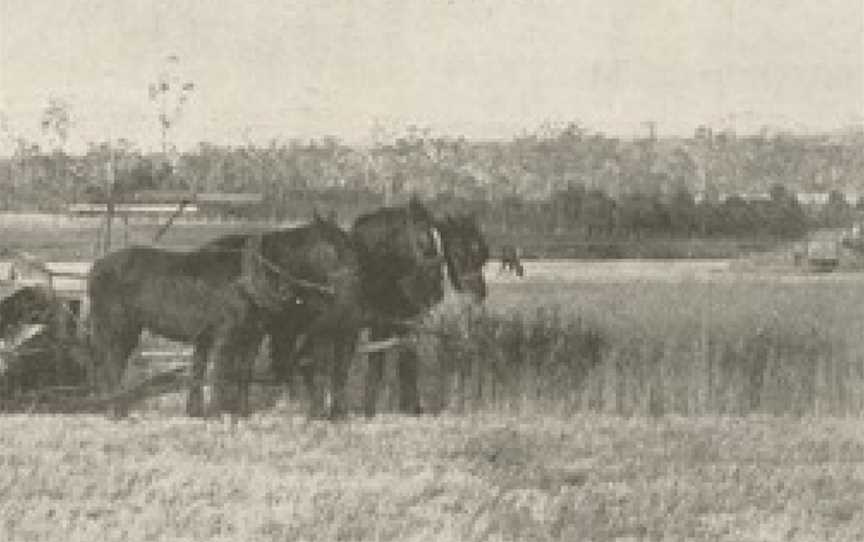 Reaping the wheat, Keleher brothers farm, North Mondure, 1919.jpg