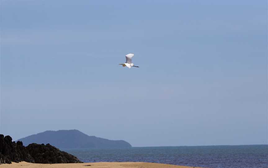 Egret at east russell 2 (8666801593).jpg