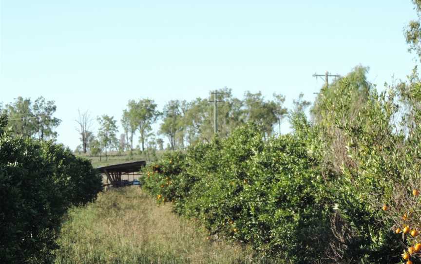 Citrus growing, Burnett Highway, Ideraway, 2014 01.jpg