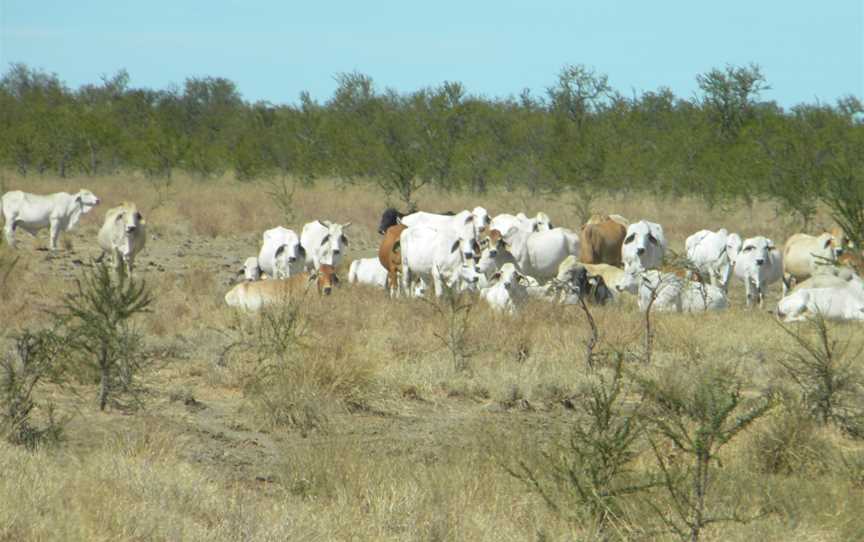 Cattle beside Savannah Way - panoramio.jpg