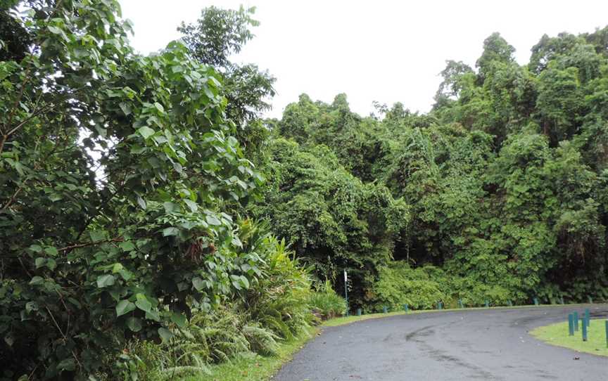 Roadto Josephine Falls CWooroonooran National Park CWooroonooran C201801