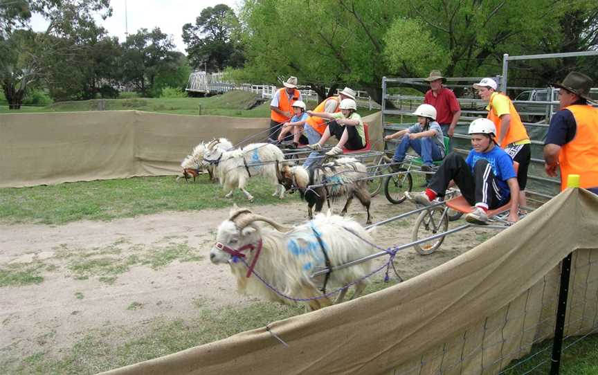 Goatracing