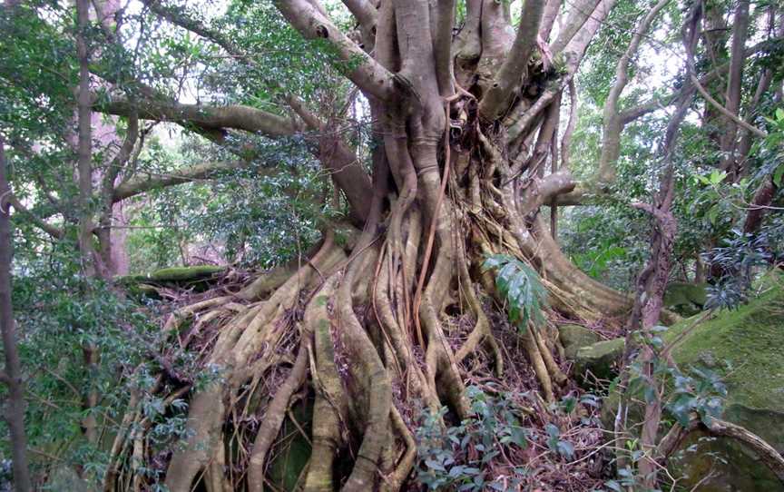 Deciduous Fig Foxground NS WAustralia